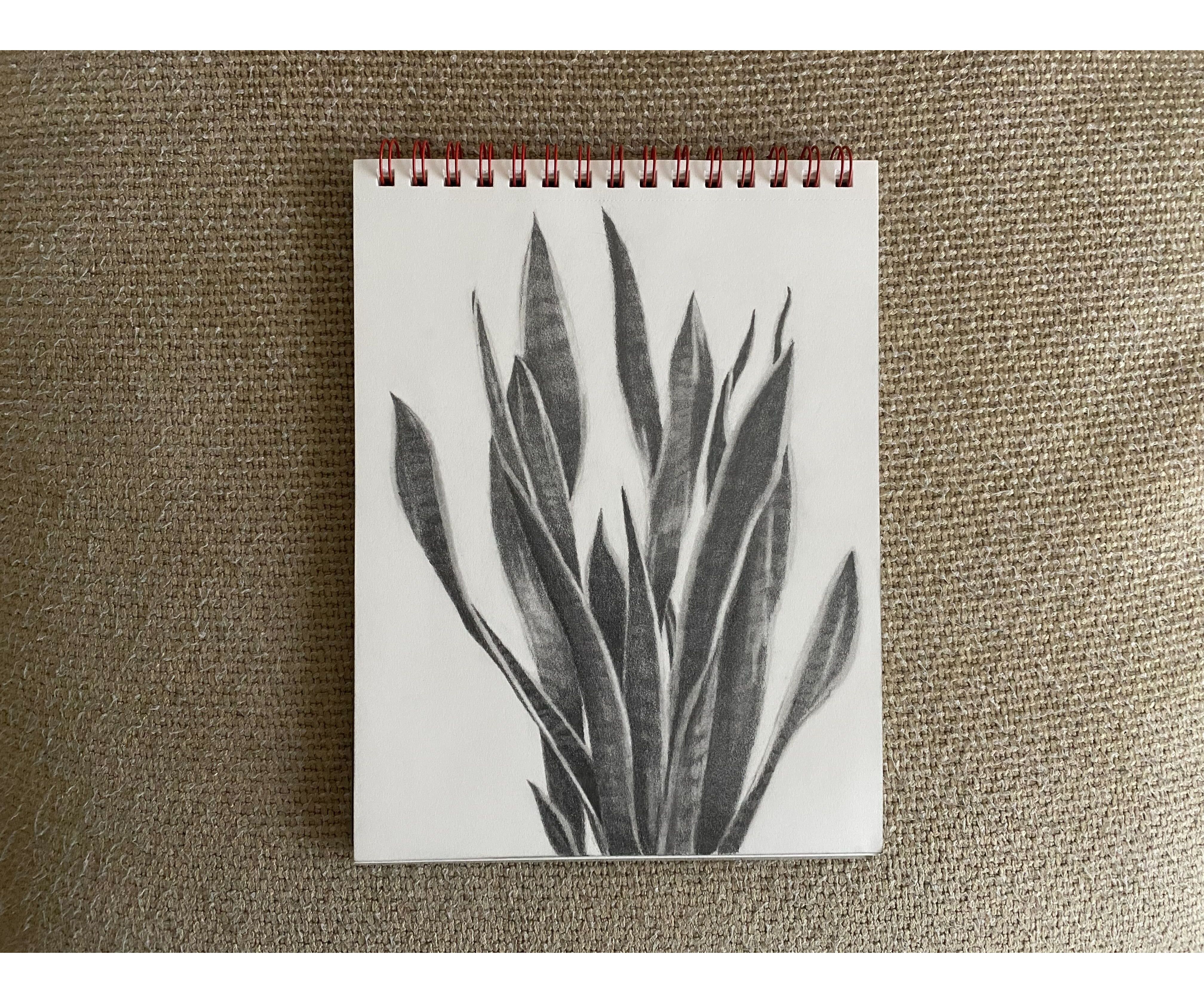 Hand Drawn Style White Transparent, Realistic Snake Plant In Hand Drawn  Style, Snake Plant, Snake Plant With Pot, Sansevieria PNG Image For Free  Download